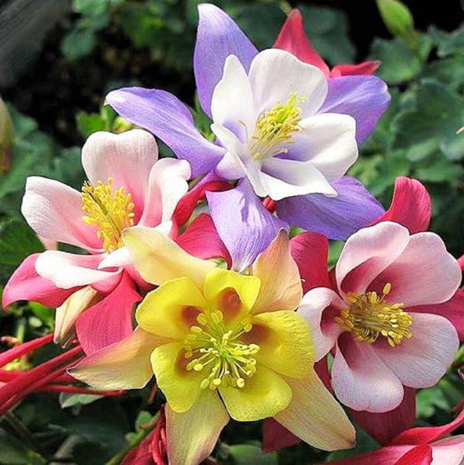 Heirloom Non-GMO Multi-Colored Columbine Flower Seeds for Planting – Vibrant Perennial Seeds - Non-GMO for planting in home garden